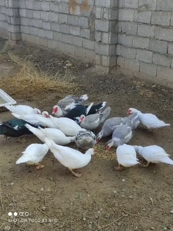 اردک اسرائیلی کمیاب طوسی16تایکجانروماده|حیوانات مزرعه|صوفیان, |دیوار