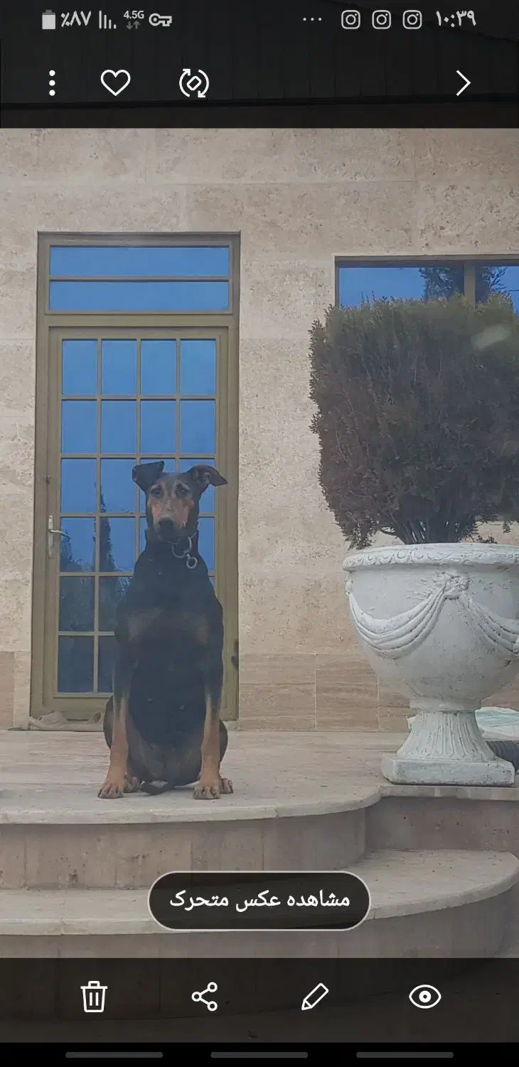 سگ دوبرمن|سگ|کرمانشاه, |دیوار