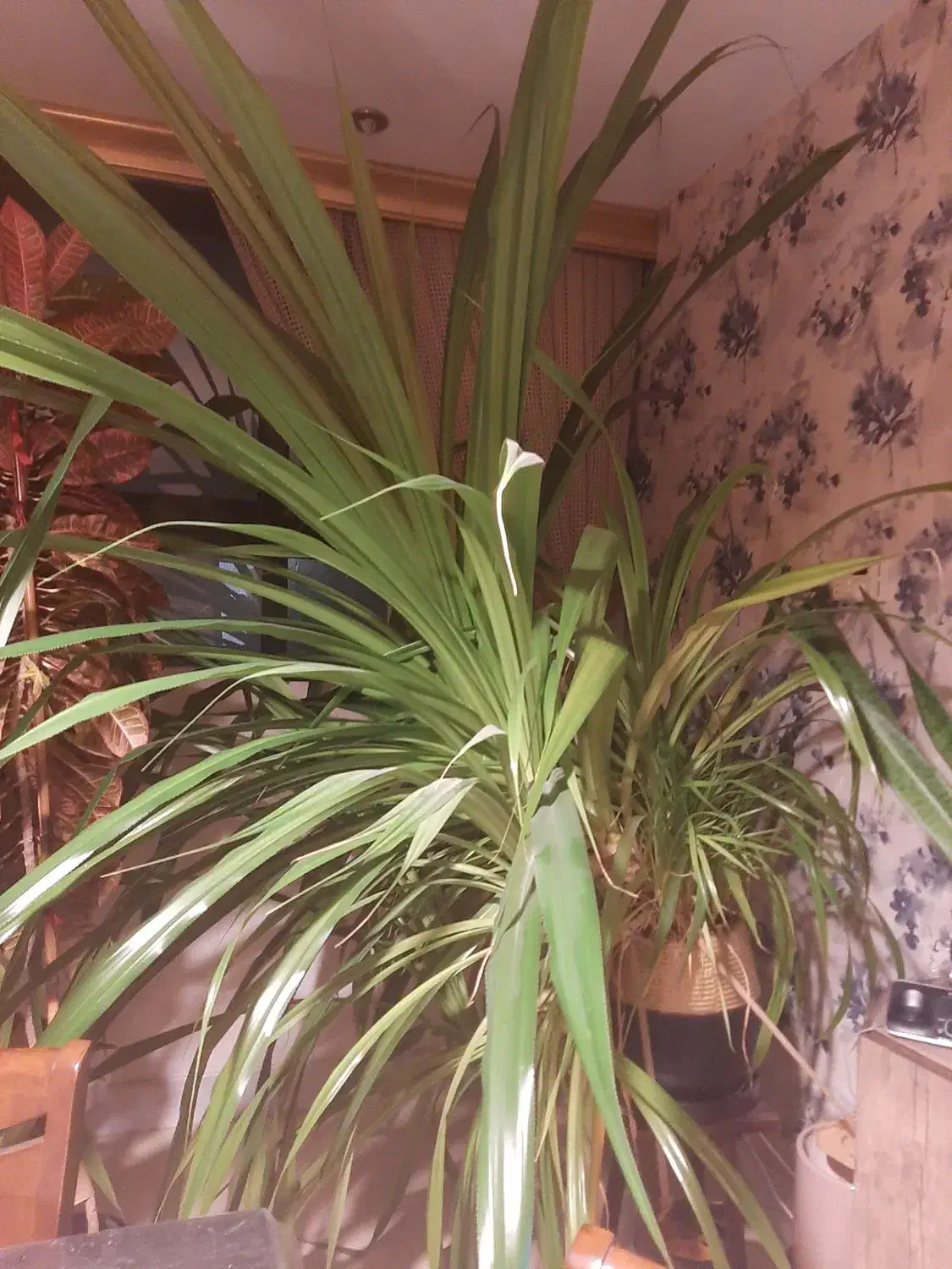 گل پاندانوس|گل و گیاه طبیعی|اصفهان, مهرآباد|دیوار