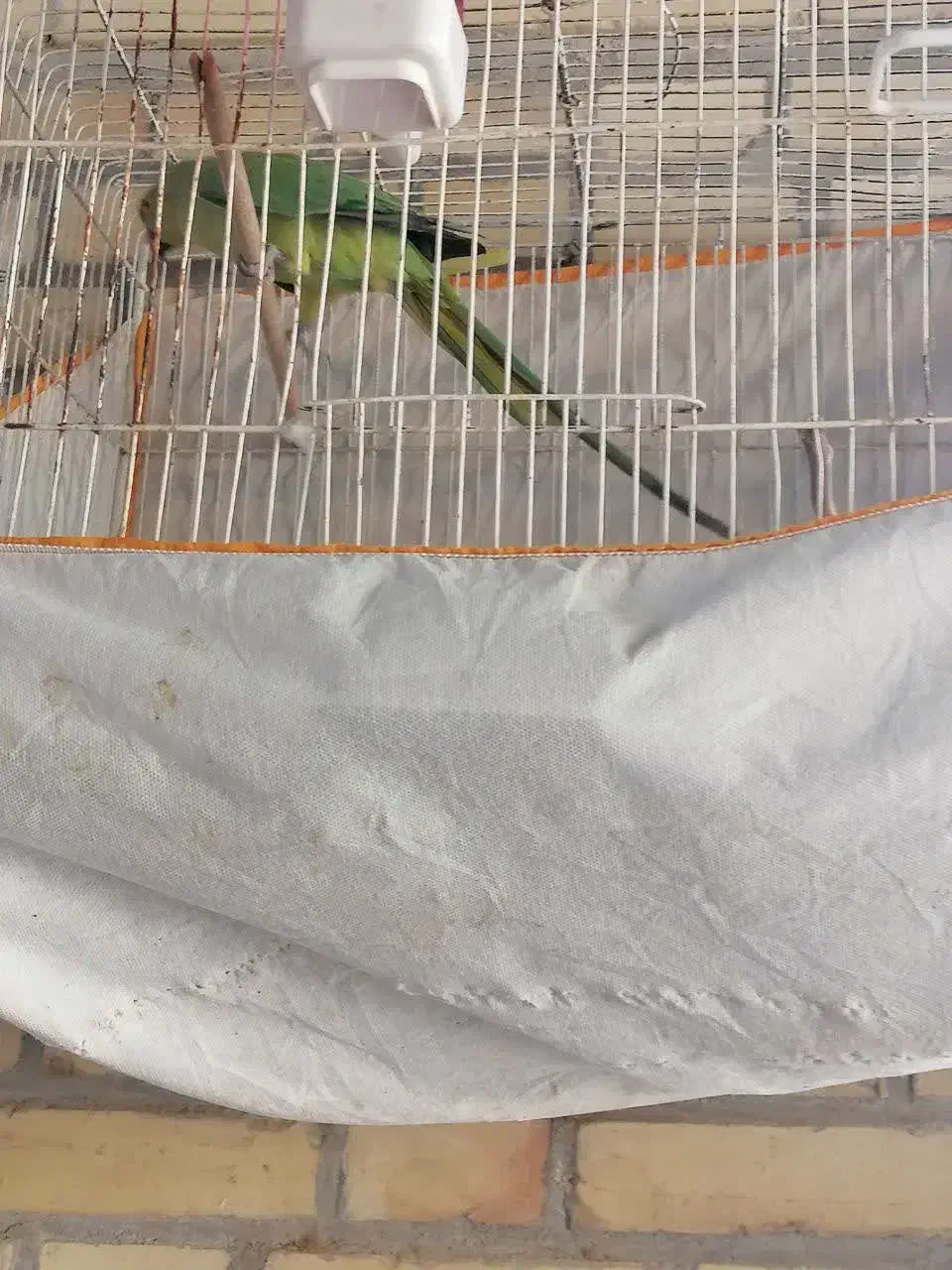 طوطی|پرنده|میبد, |دیوار