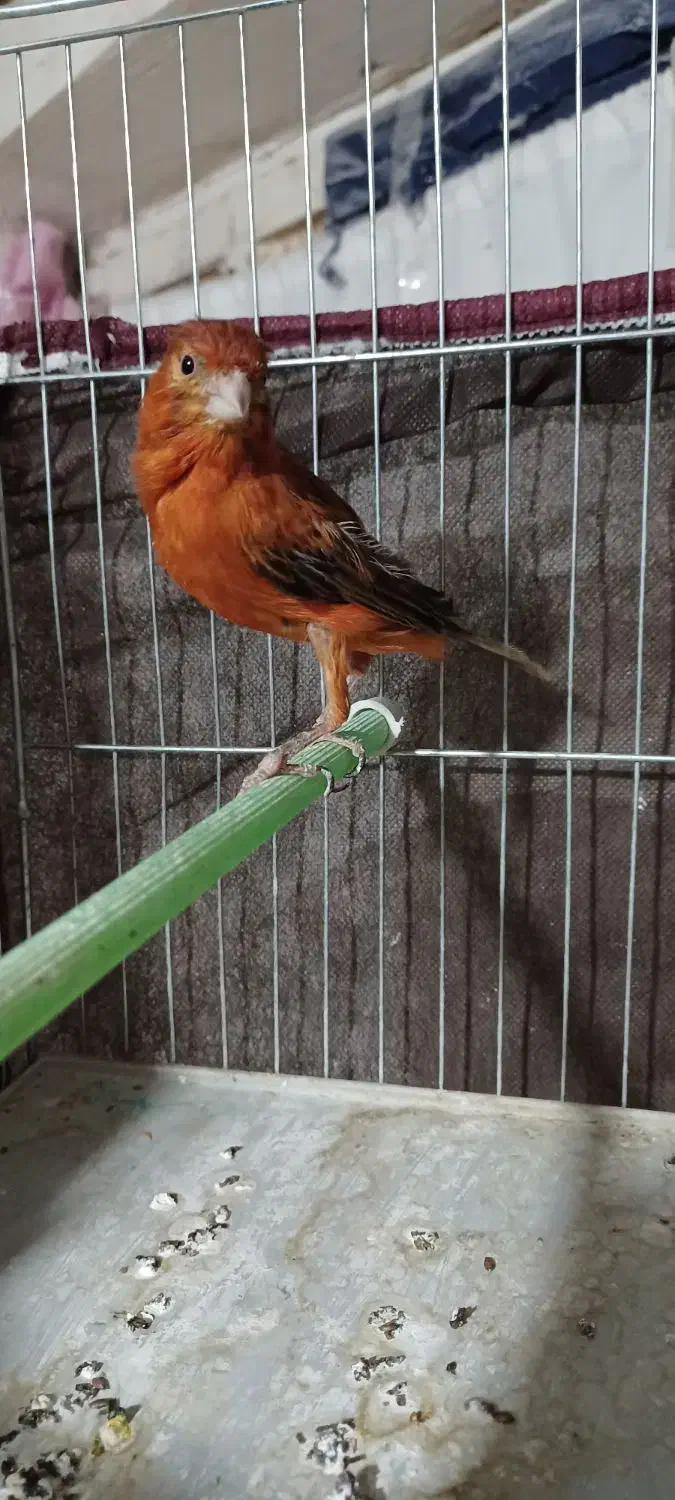 قناری نر سوخته قدار|پرنده|اردبیل, |دیوار