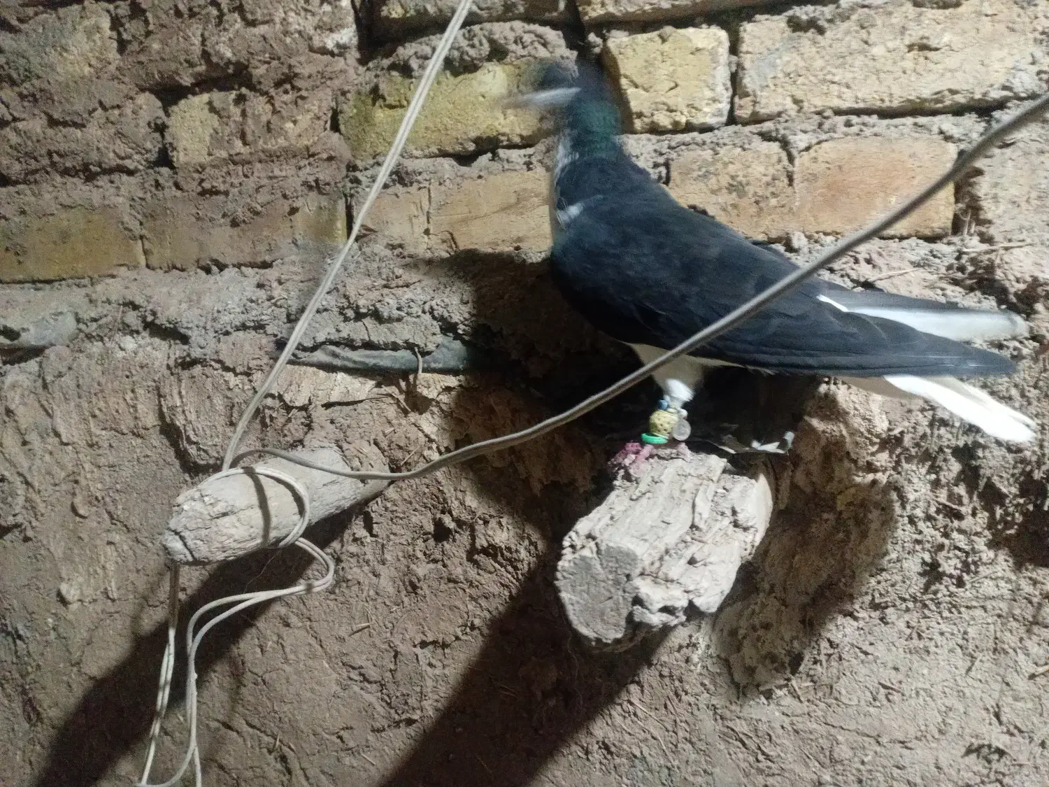 خوشرنگ سیاه نر|پرنده|قزوین, |دیوار