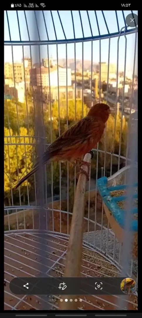 قناری نر و ماده|پرنده|کرج, عظیمیه|دیوار