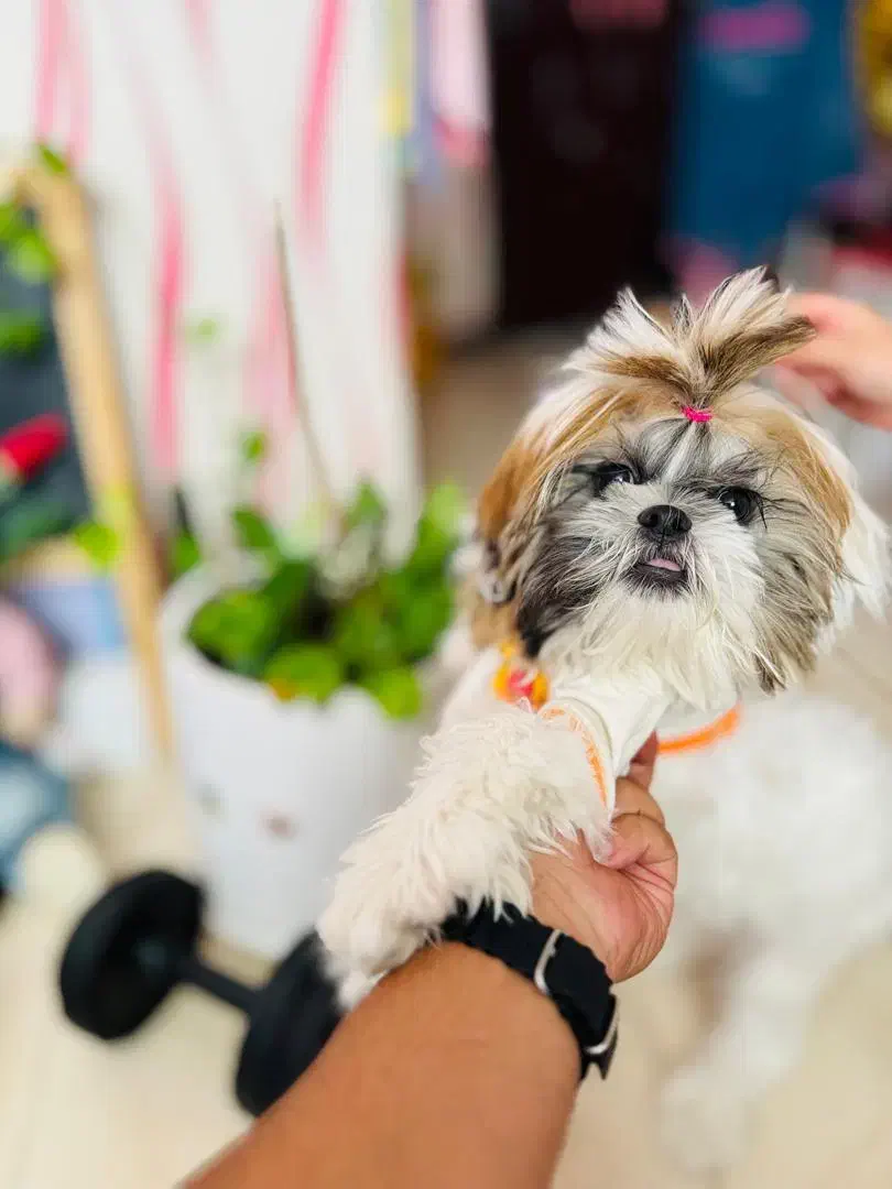 سگ شیتزو سوپر فلت|سگ|شهرضا, |دیوار