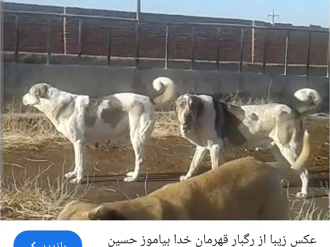 سگ پژدر ماده پرخون|سگ|الیگودرز, |دیوار