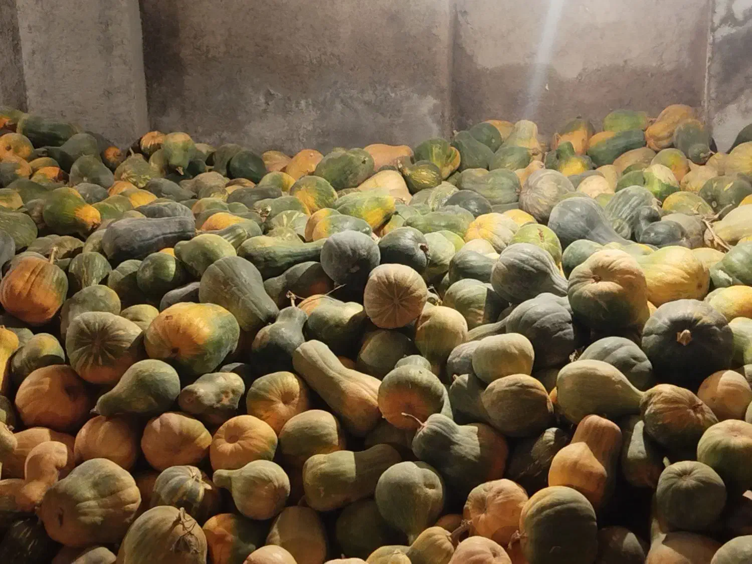 کدو|خوردنی و آشامیدنی|تهران, صفا|دیوار