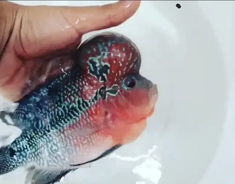 فلاور زد زد گرید بالا وارداتی|ماهی|تهران, تهرانپارس جنوبی|دیوار