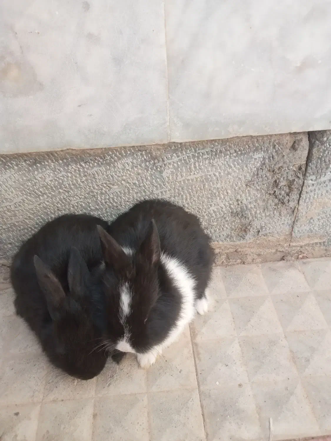 بچه خرگوش|موش و خرگوش|خمینیشهر, |دیوار