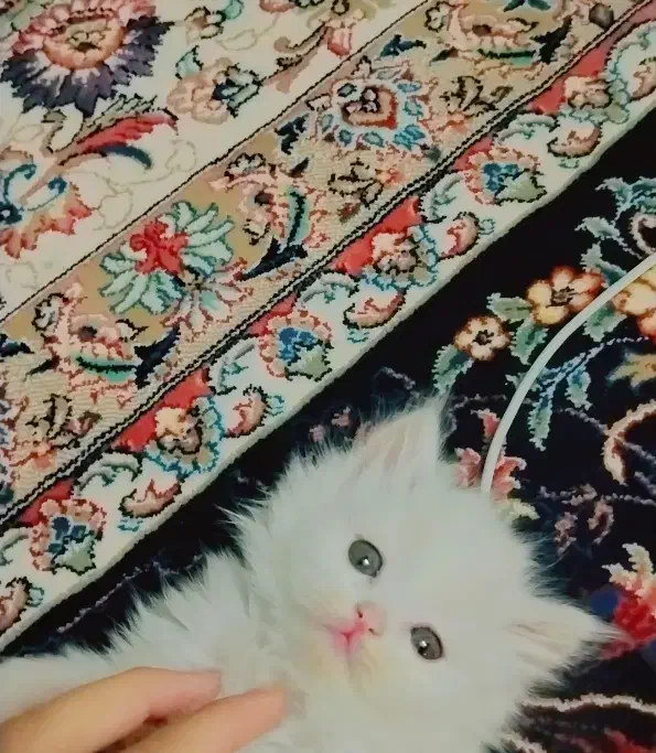 گربه سفید|گربه|تهران, شمشیری|دیوار