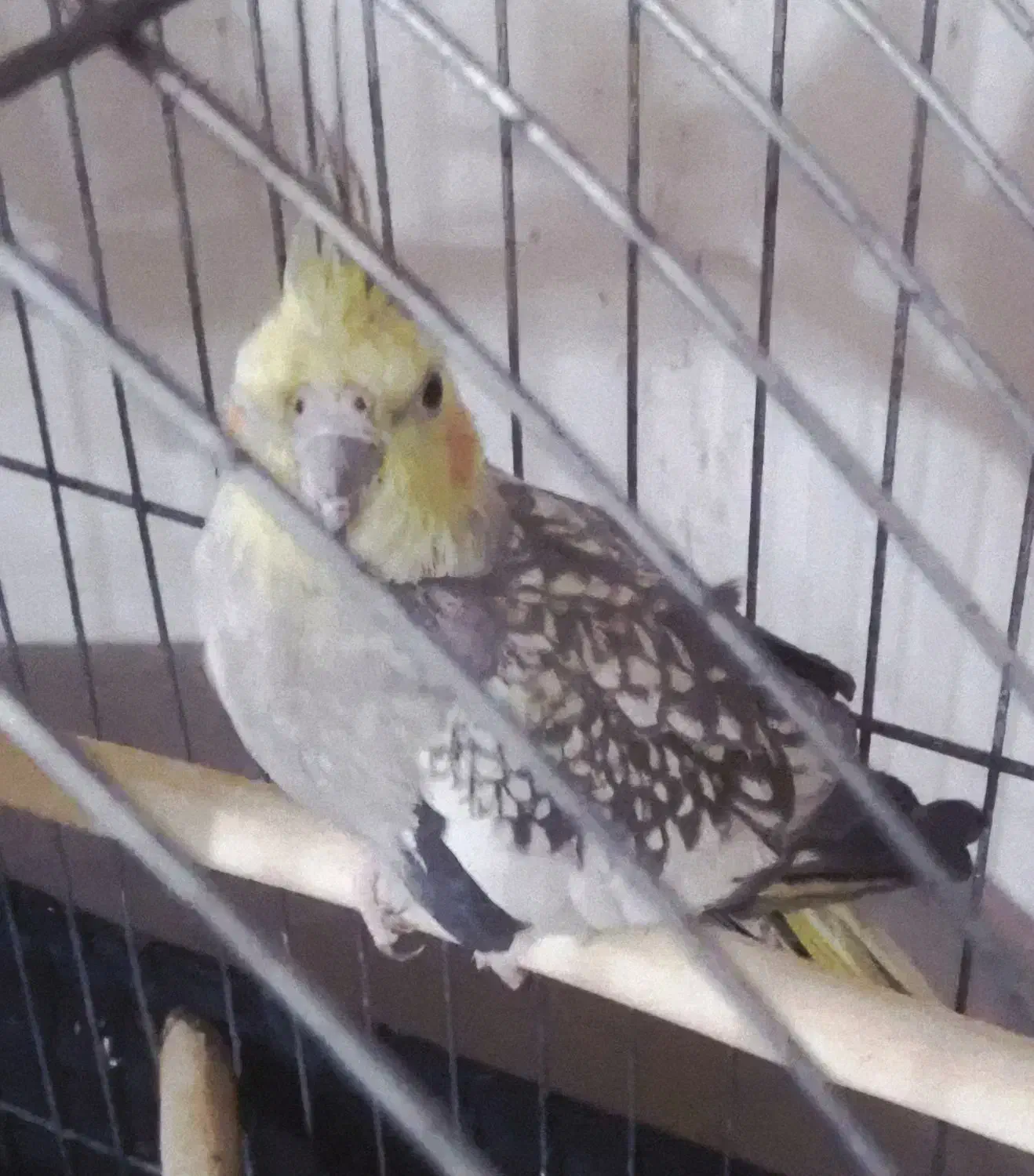 عروس هلندی|پرنده|فولادشهر, C4|دیوار