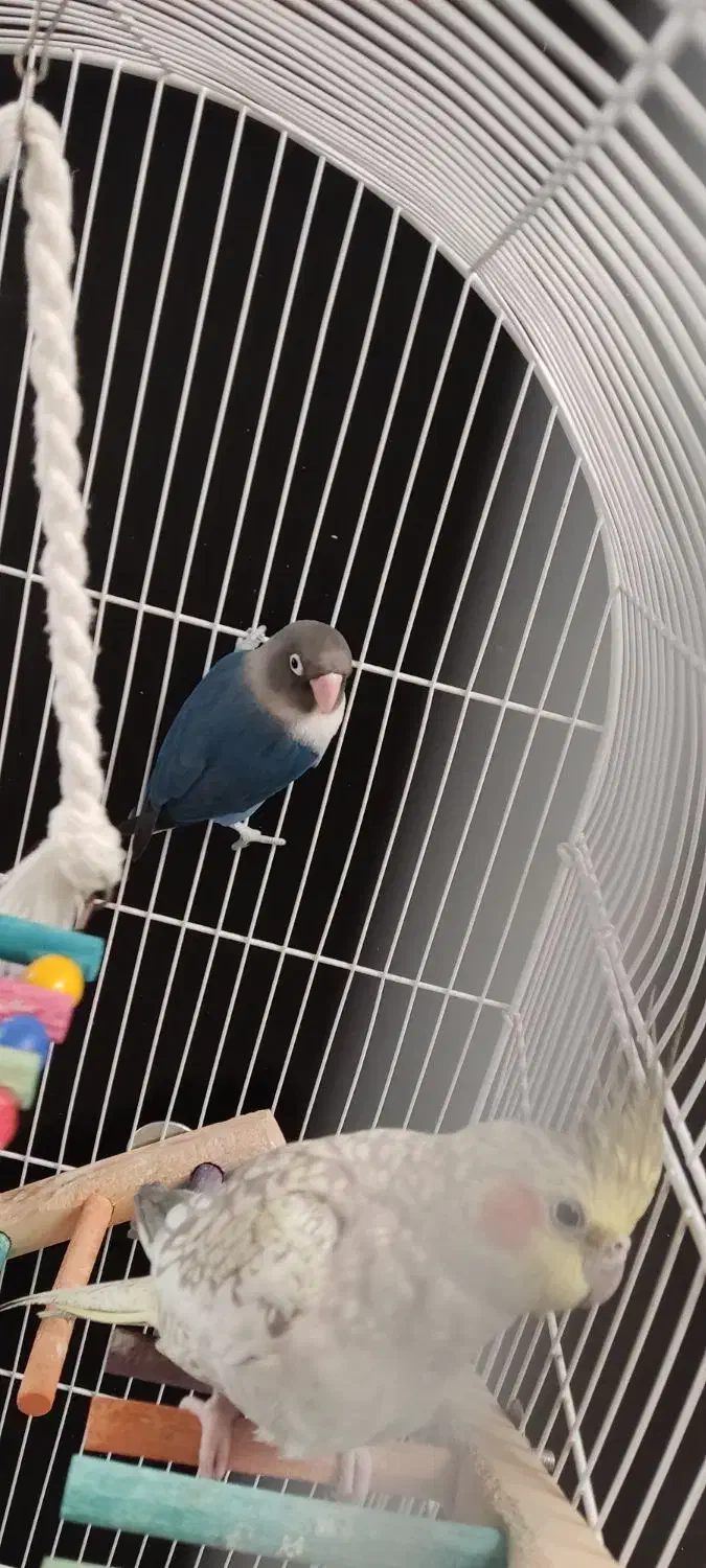 3000000عروس هلندی ماده کوتوله برزیلی نروقفس|پرنده|قم, نخودی|دیوار