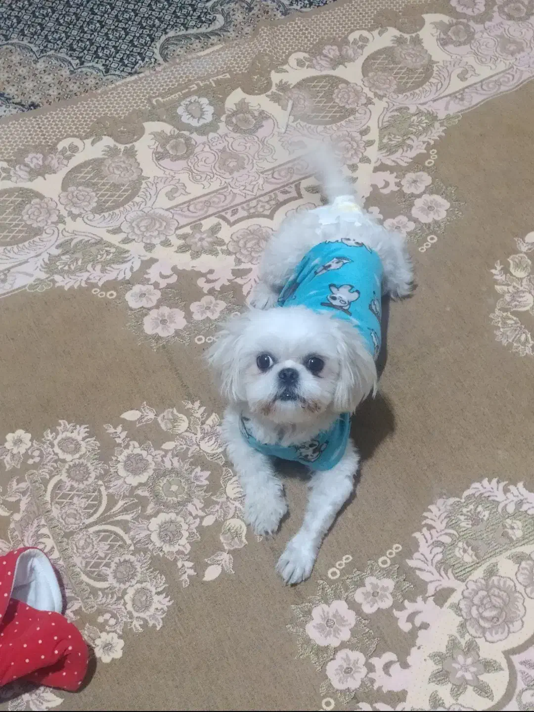 شیتزو فلت اصل مینیاتوری سایز ریز|سگ|پرند, فاز ۳|دیوار