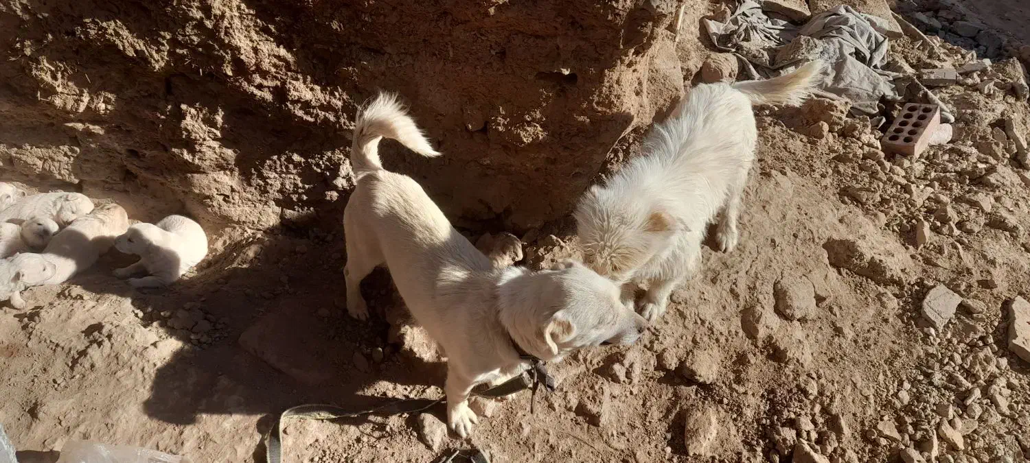 توله سگ پاکوتاه معاوضه باکبوترمفت زدم|حیوانات|کرمان, |دیوار