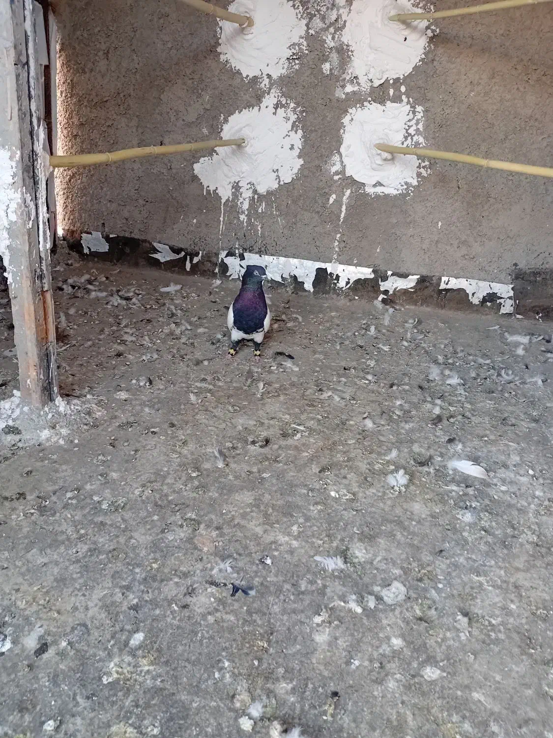 دو پرنده پرشتی|پرنده|خرمآباد, |دیوار