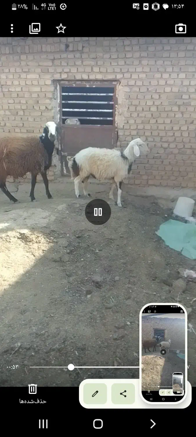 دو راس بره قوچ فروشی باخرز|حیوانات مزرعه|بالا ولایت, |دیوار