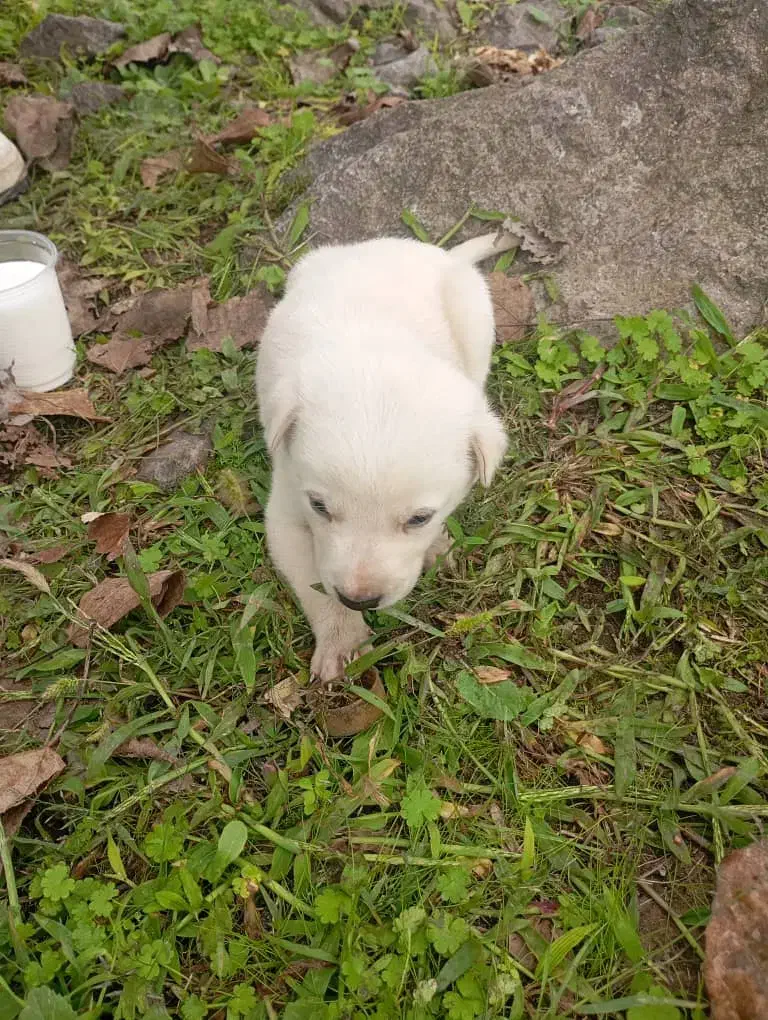 واگذاری ب کسی ک بتونع این حیوونو تو اتاق نگهدارع|سگ|کوچصفهان, |دیوار