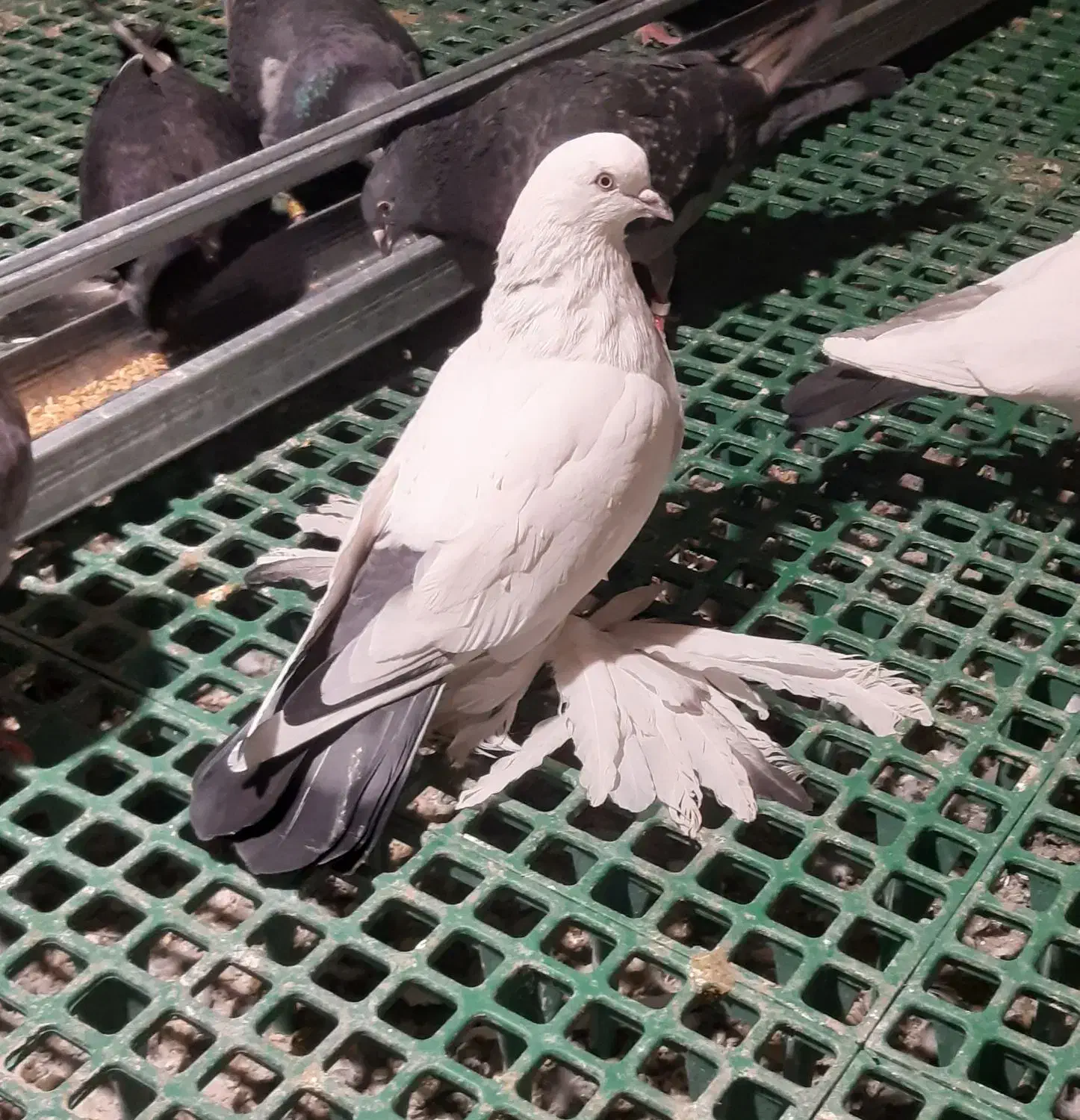 گوی گویروخ ارکح|پرنده|تبریز, |دیوار