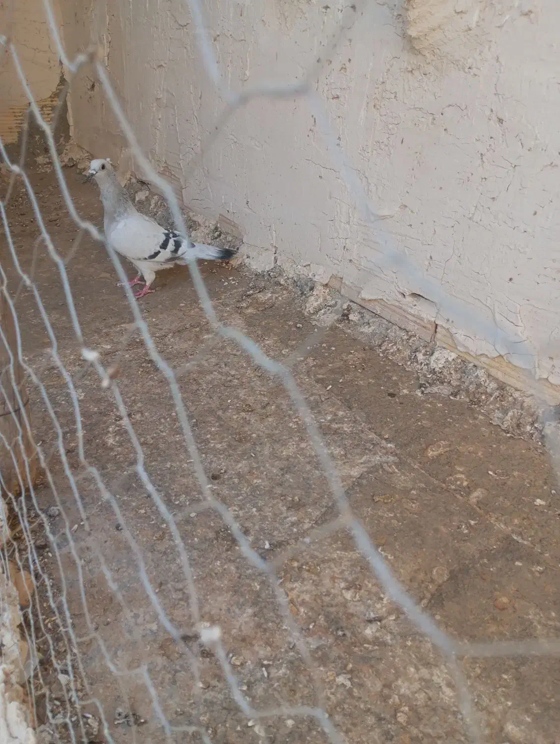 کفتر شامی ماده|پرنده|رضویه, |دیوار