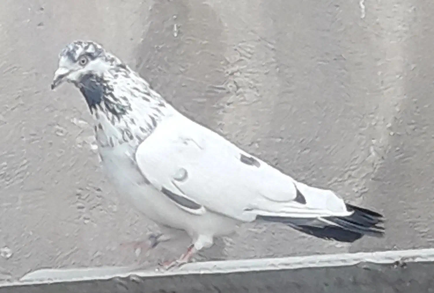 کفتر کبوتر|پرنده|تهران, انبار نفت|دیوار