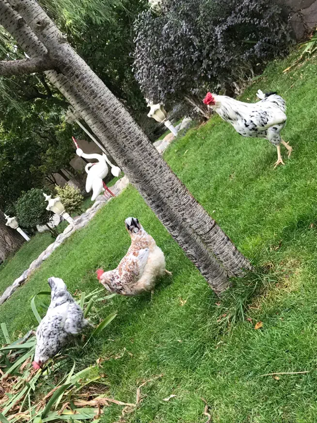 خروس کلین اصل|حیوانات مزرعه|هشتگرد, کوی بهروز|دیوار