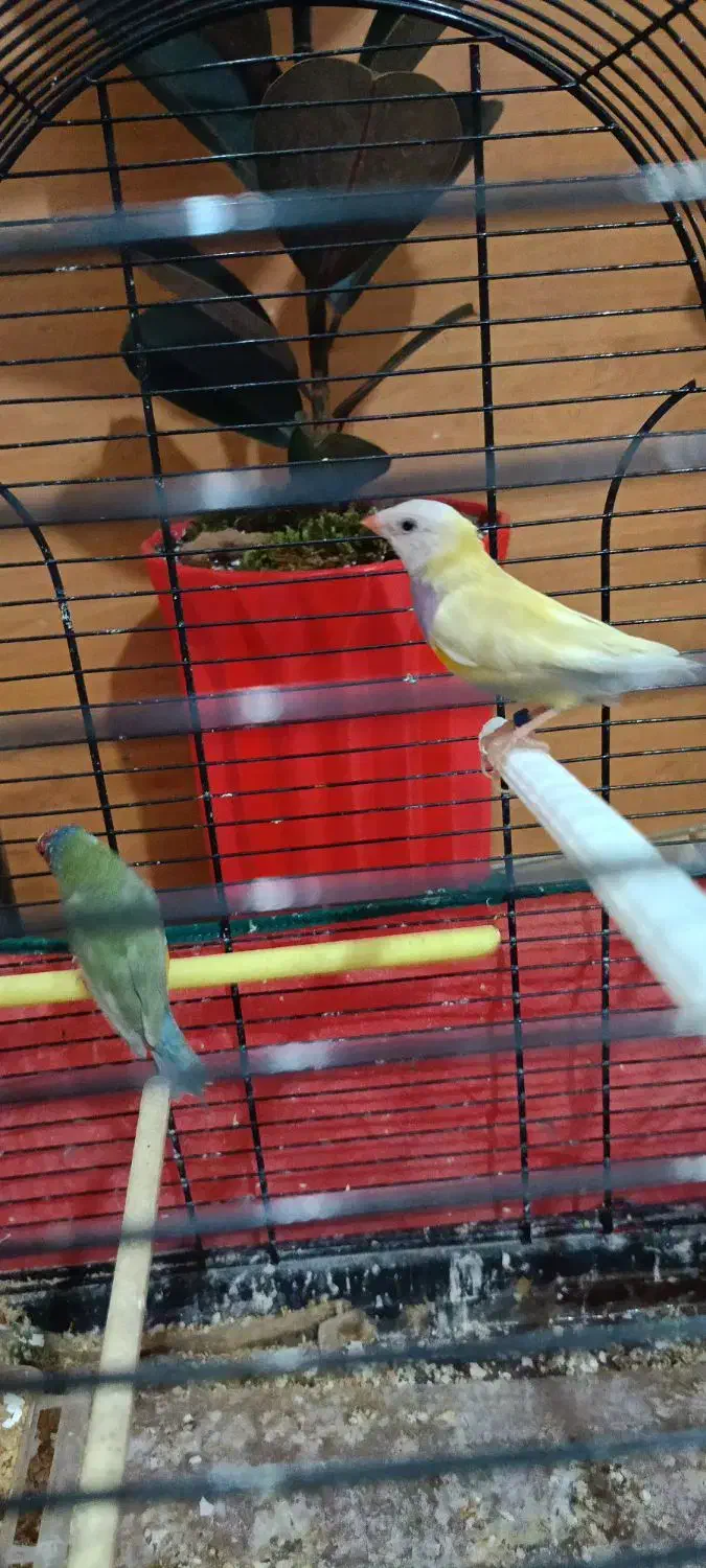 فنچ گلدین|پرنده|تهران, فدک|دیوار