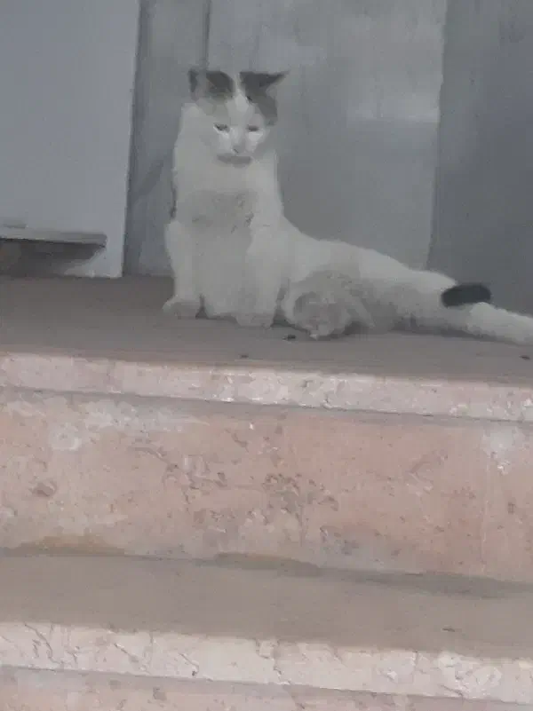 نگهداری گربه|گربه|بیرجند, |دیوار