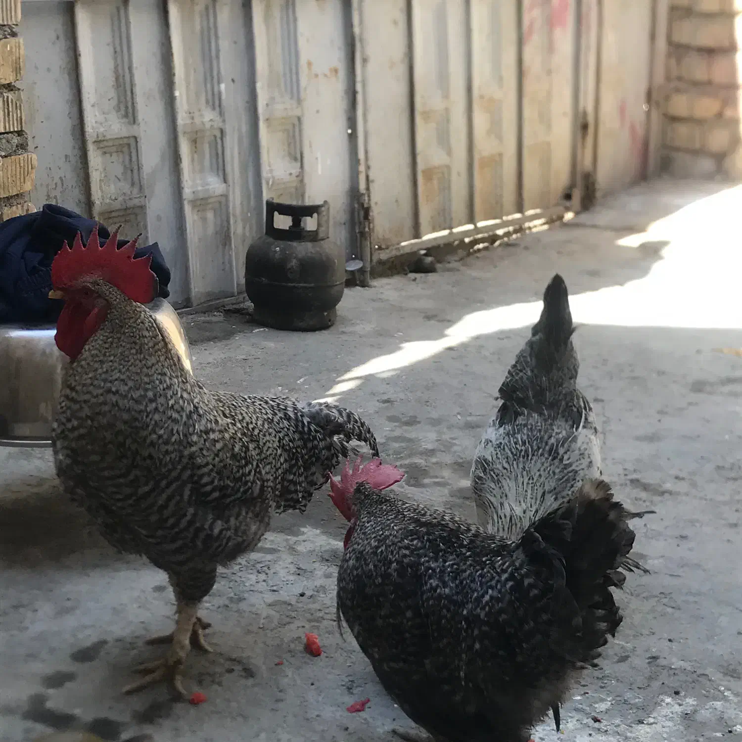 دوتا خروس آمروک زینتی ودوتا مرغ|حیوانات مزرعه|شیراز, شهرک گلها|دیوار