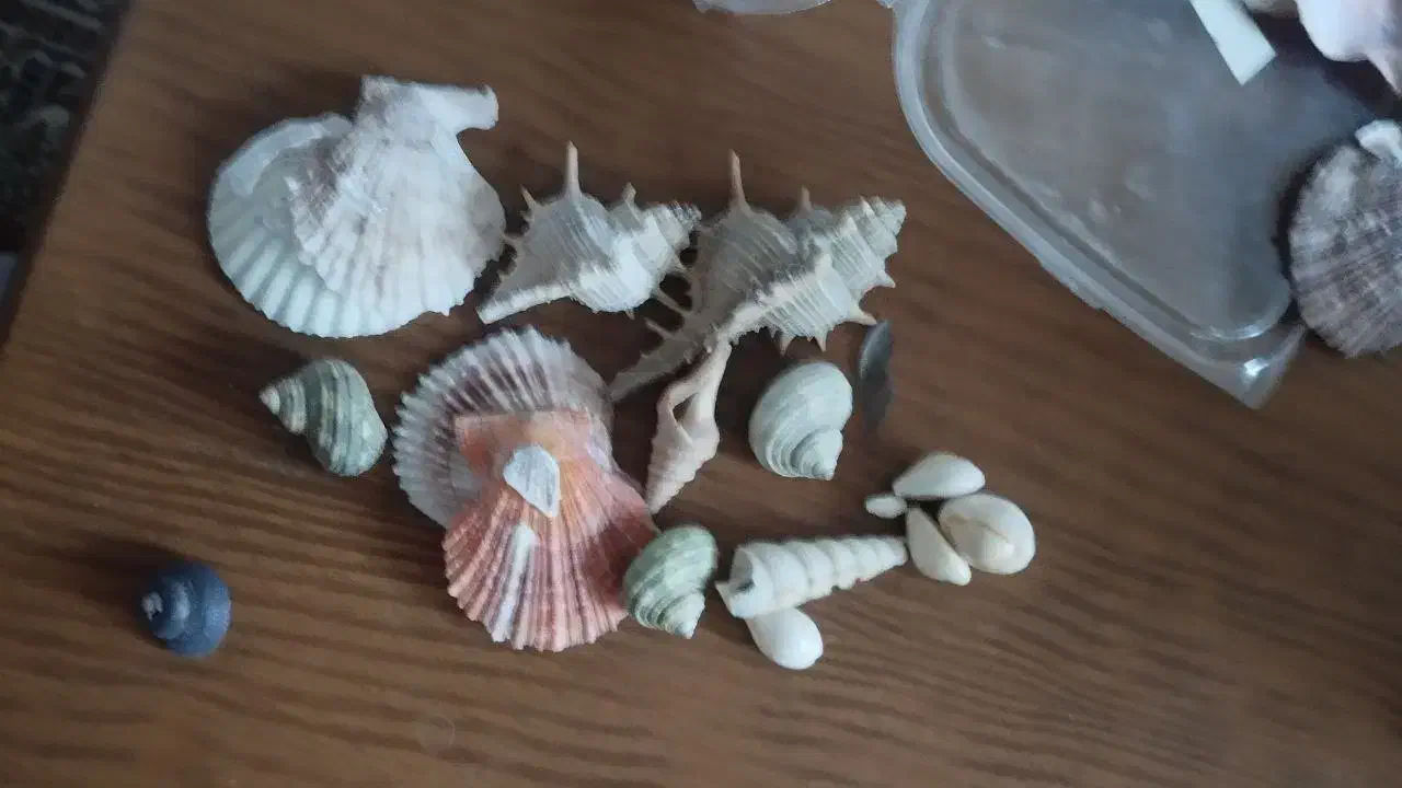 صدف|ماهی|مشهد, هدایت|دیوار