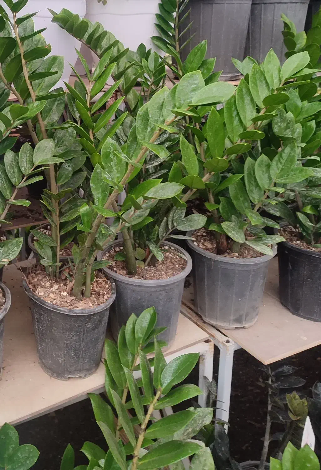 فروش گل های آپارتمانی|گل و گیاه طبیعی|کرج, جهان‌شهر|دیوار