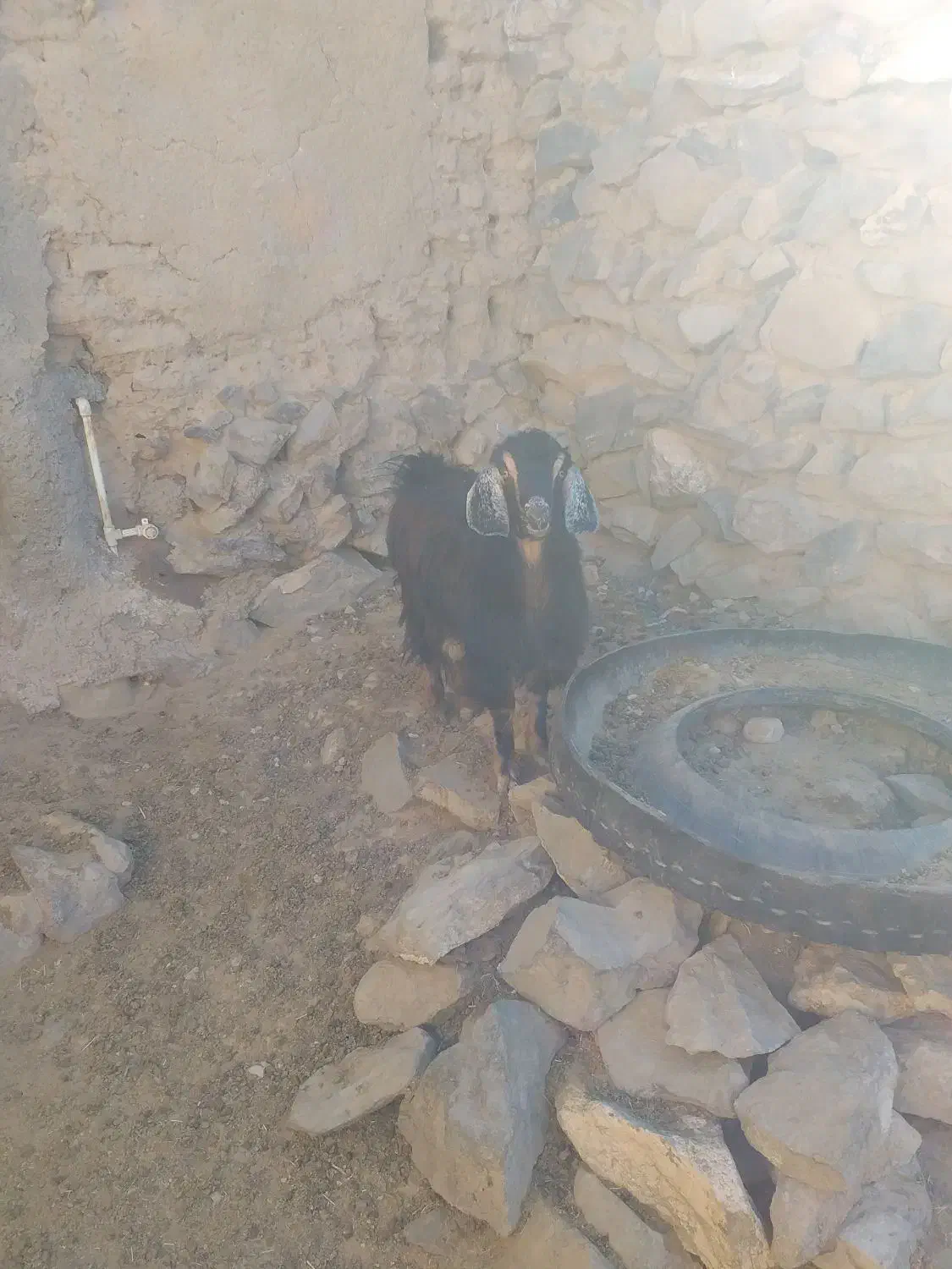 بزغاله ماده|حیوانات مزرعه|درمیان, |دیوار