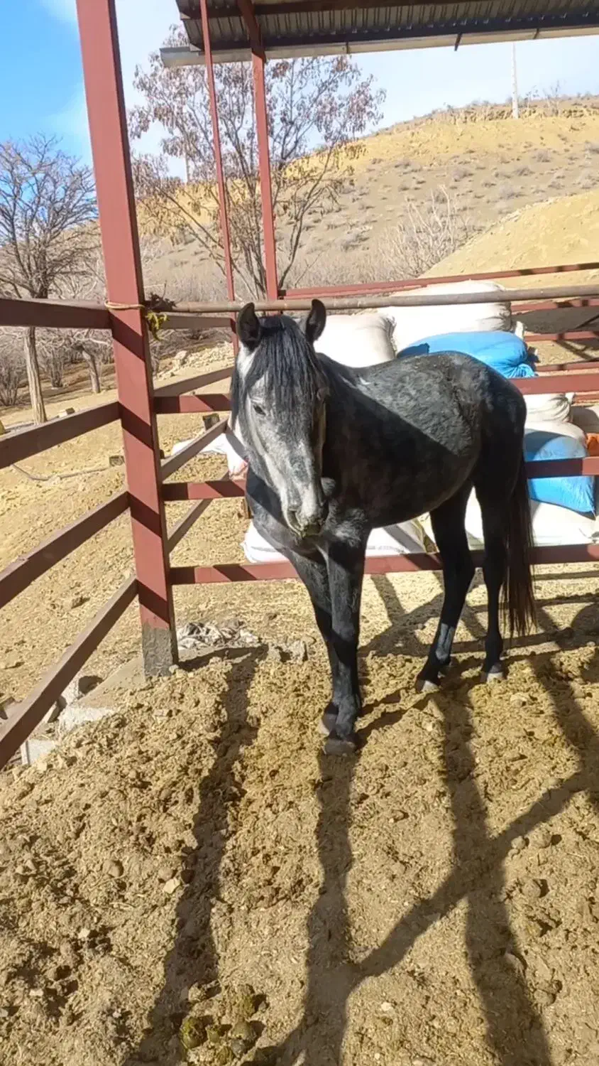 اسب|اسب و تجهیزات اسبسواری|کرج, دهقان ویلا|دیوار