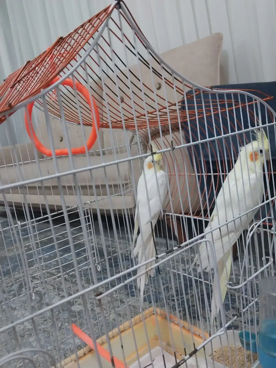 جفت عروس هلندی لوتینو تخم گذار|پرنده|تربت جام, تیپ ۳۸ زرهی تربت جام|دیوار