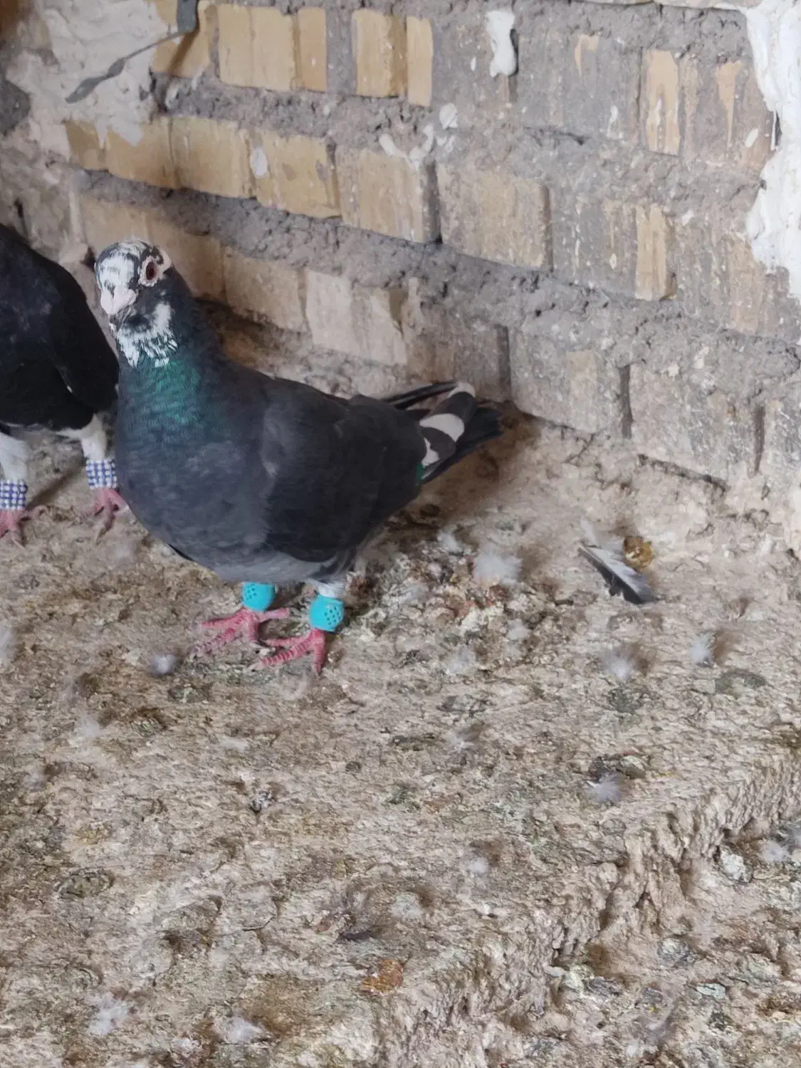 گرفتنی|پرنده|خرمشهر, |دیوار