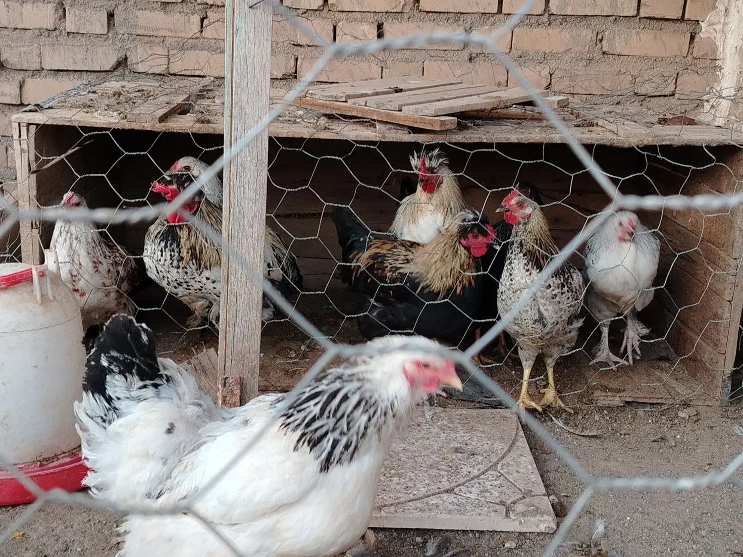 مرغ|حیوانات مزرعه|عطاملک, |دیوار