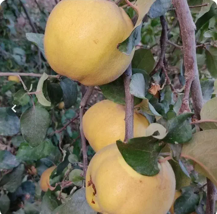 به و ازگیل|خوردنی و آشامیدنی|منجیل, |دیوار