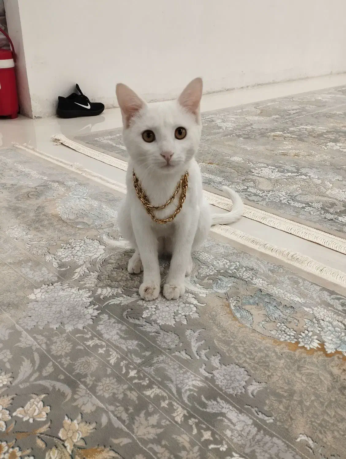 گربه سفیدزیبا|گربه|کاشمر, |دیوار