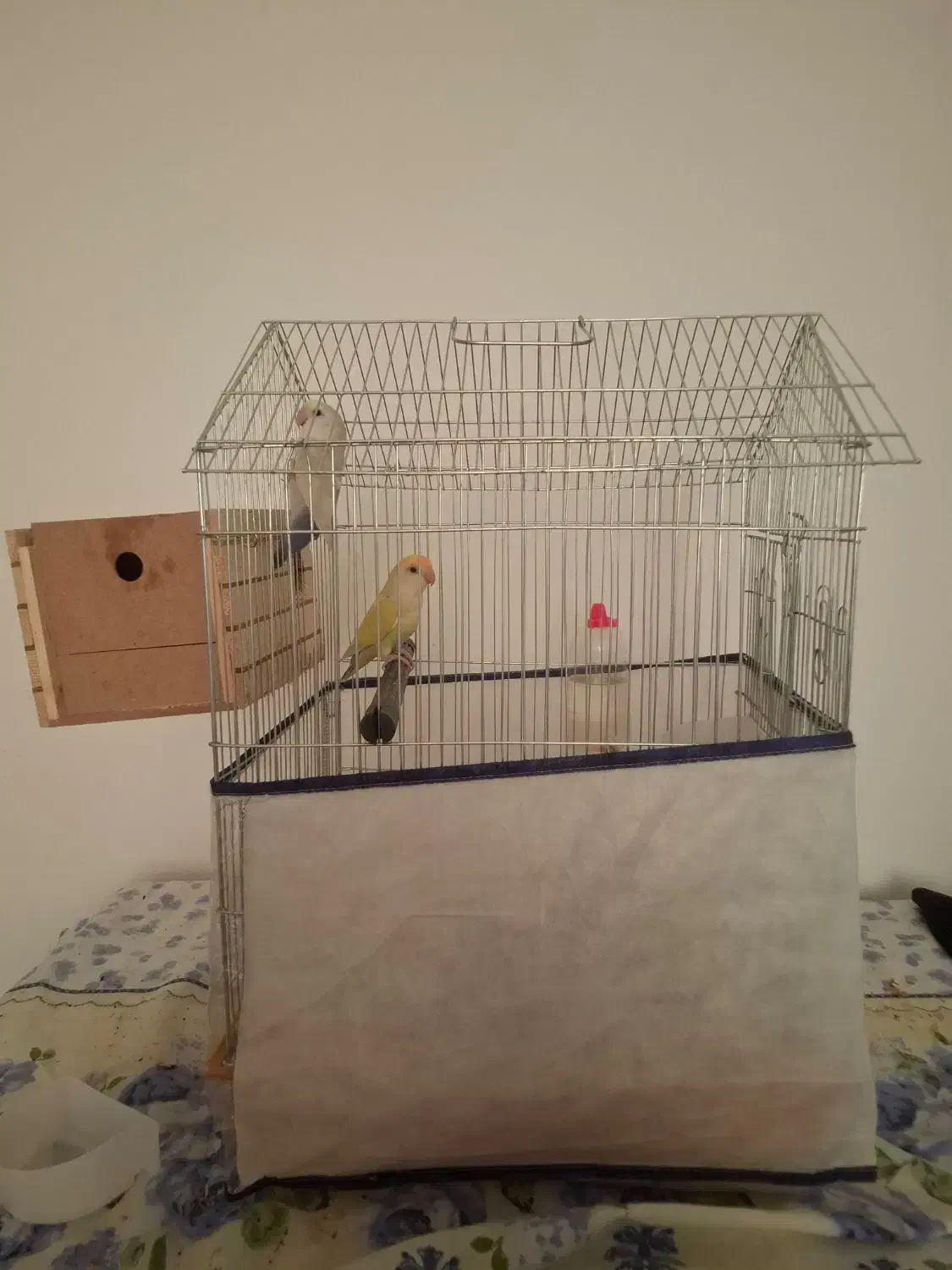 یک جفت طوطی برزیلی کاملا سالم|پرنده|جم, |دیوار