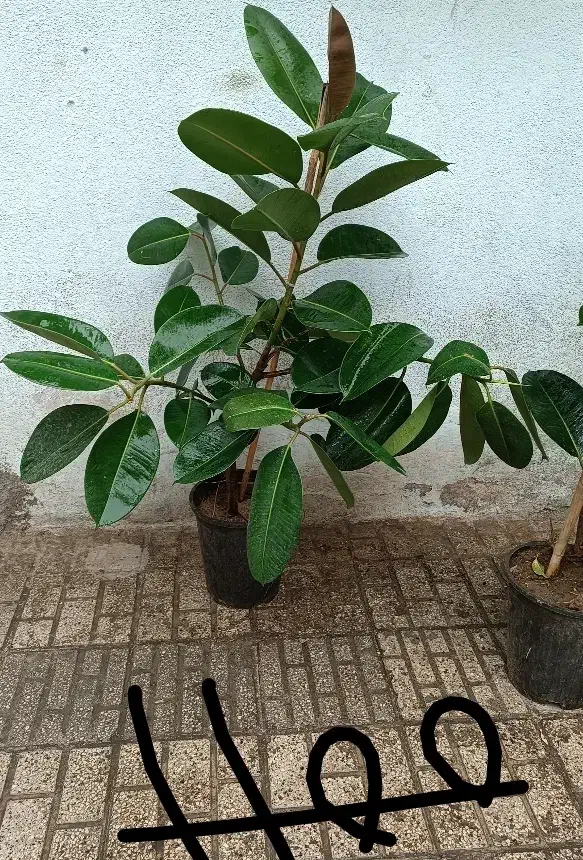 همایش روز مادر گلخانه گل و گیاه|گردهمایی و همایش|مشهد, حیدرآباد|دیوار