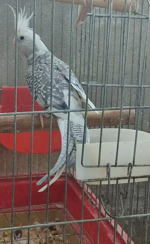 عروس هلندی ماده ابلغ آلبینو،وایت،ابلغ|پرنده|شیراز, سلطان آباد|دیوار