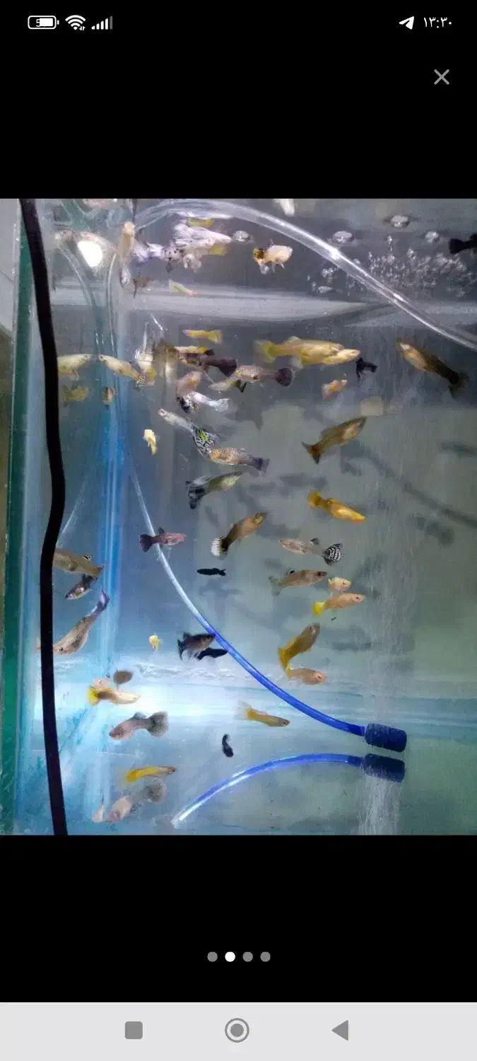 ماهی های درجه 1و 1|ماهی|تربتحیدریه, کلاته توکلی|دیوار