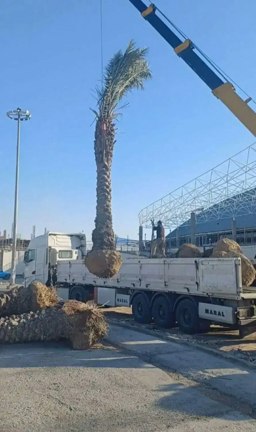 بریدن نخل قطع درخت هرس نخل سمپاشی نخل باغبانی|خدمات باغبانی و درختکاری|اهواز, نادری|دیوار