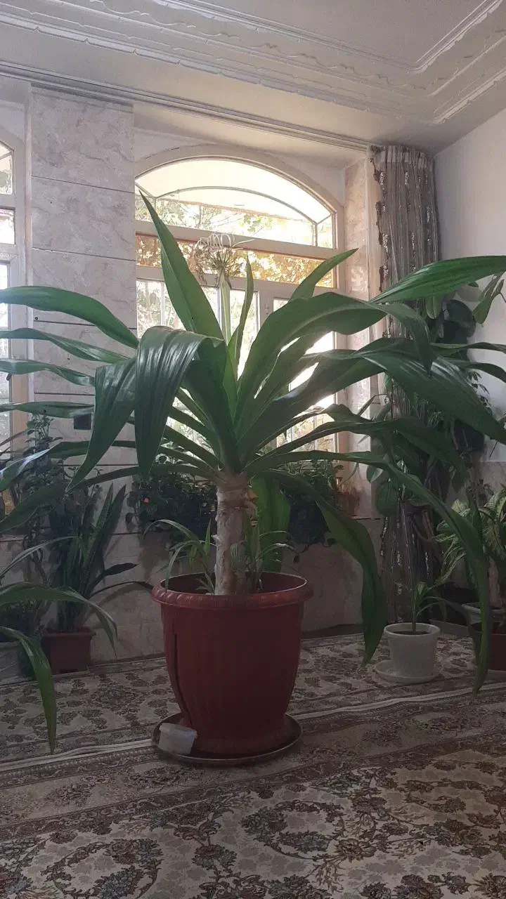 گل فروشی|گل و گیاه طبیعی|خانمیرزا, |دیوار