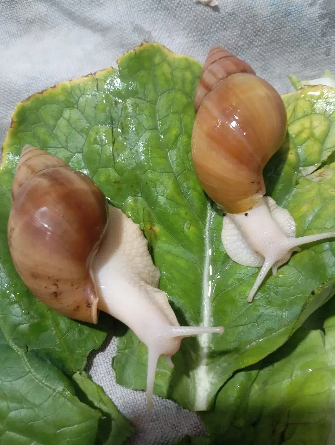 حللزون پیش مولد|خزنده|افزر, |دیوار