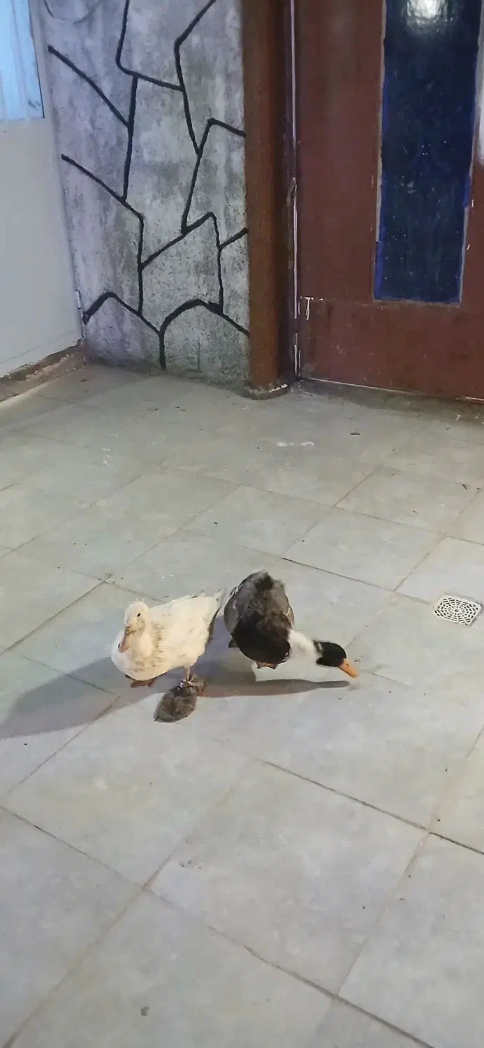 دو عدد اردک|حیوانات مزرعه|جعفرآباد, |دیوار