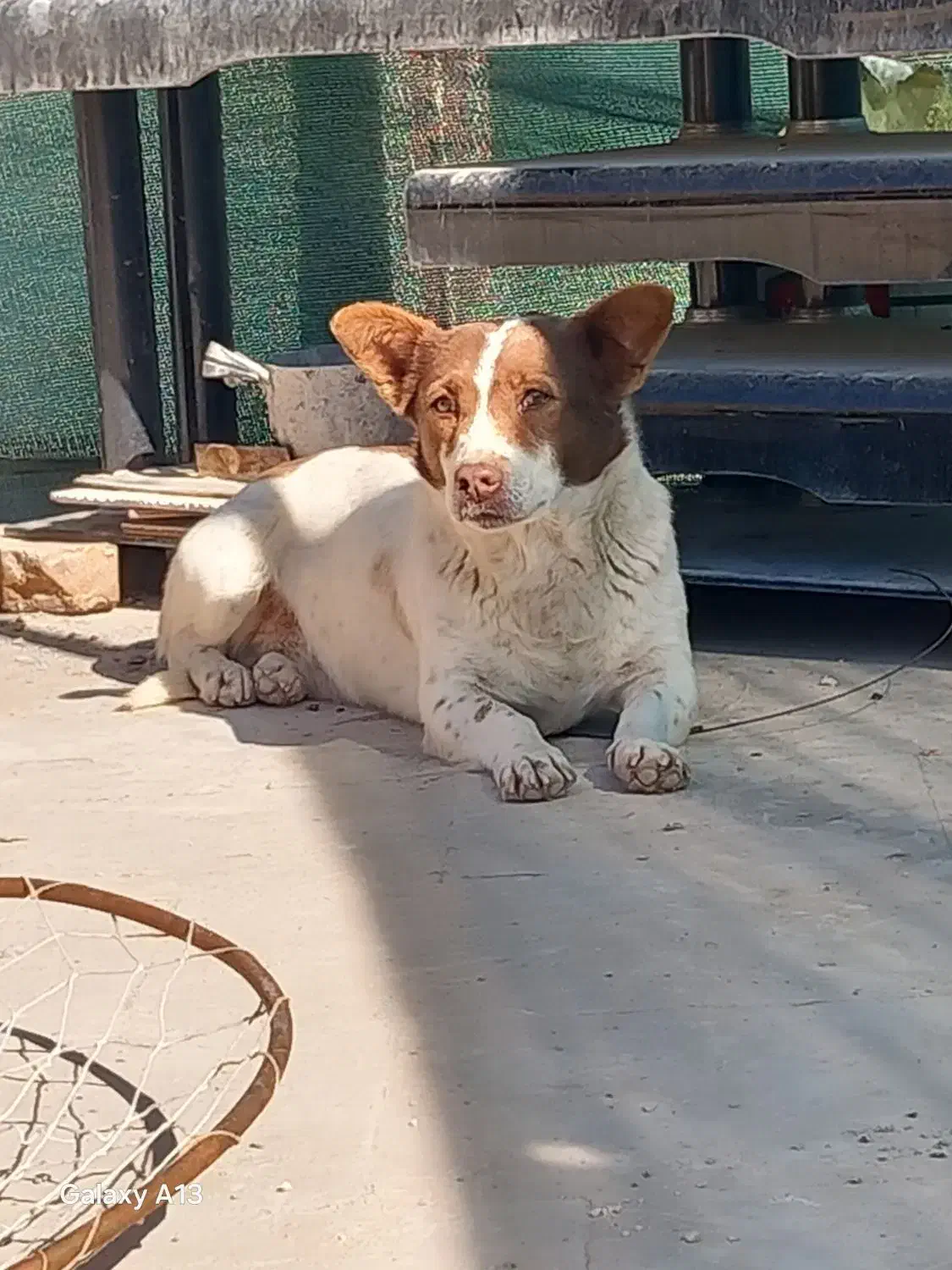 سگ پامر روباهی|سگ|مهریز, |دیوار