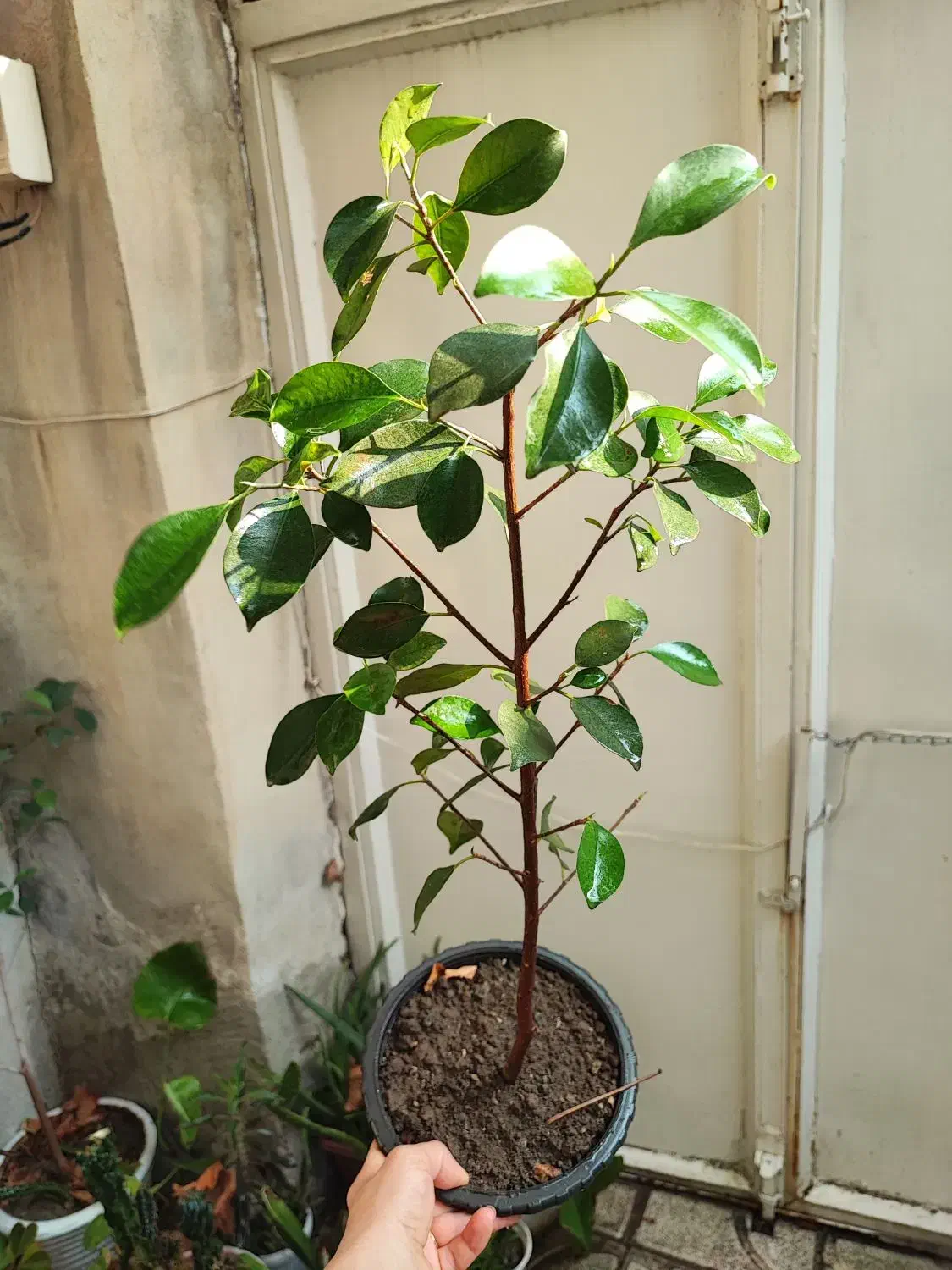 فیکوس لیتارا برگ پهن|گل و گیاه طبیعی|ارومیه, |دیوار