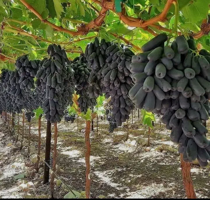 انواع نهال انگور و...|خدمات باغبانی و درختکاری|تربت‌حیدریه, فردوسی جنوبی|دیوار