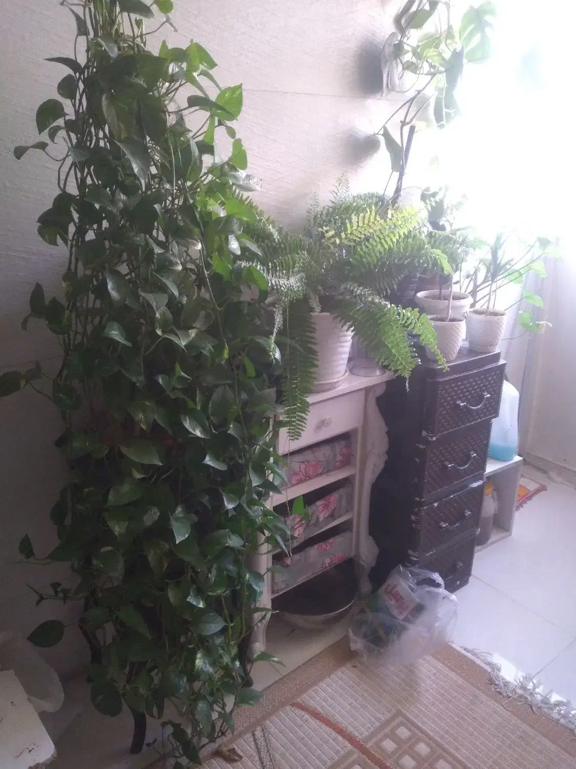 گل پیتوس|گل و گیاه طبیعی|تهران, خاک سفید|دیوار