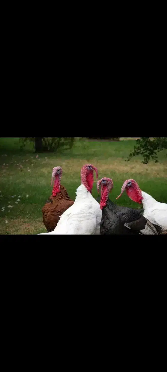 تخم بوقلمون برازجان|حیوانات مزرعه|برازجان, |دیوار