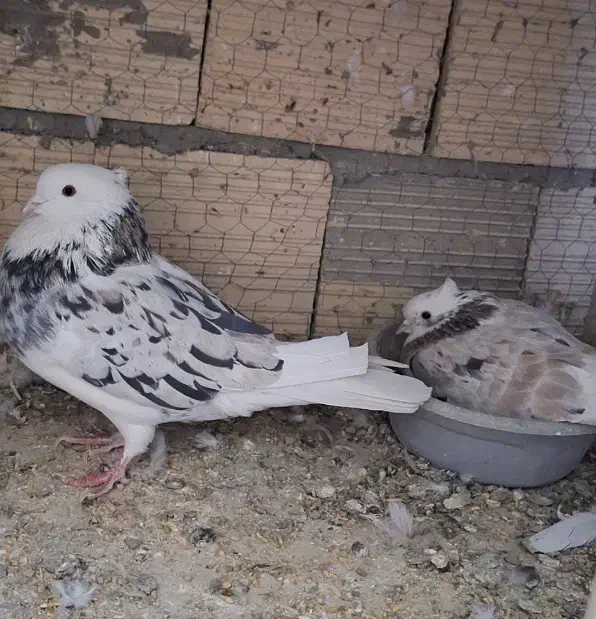 کبوتر هما|پرنده|اصفهان, جاوان|دیوار